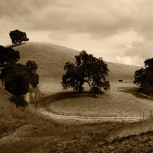 Aurelia Recovery Massage Gun Variant 4