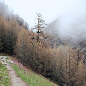 Weston Resistance Kit Variant 58