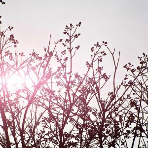 Northpeak Foam Roller Set Variant 59