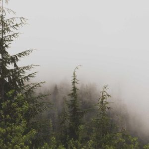 Aurelia Comfort Chair Variant 67