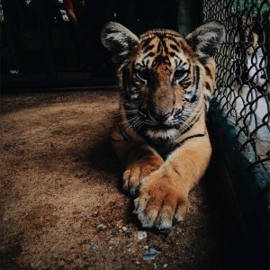 Aurelia One Smartphone Variant 76