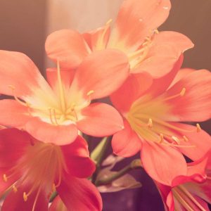 Weston Resistance Kit Variant 96