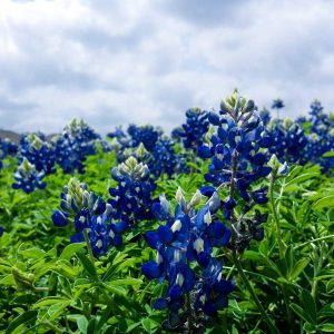 Aurelia Smart Fitness Watch Variant 102