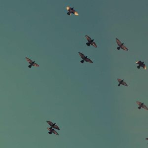 Velocore Adjustable Dumbbell Set Variant 110