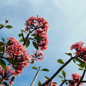 Velocore Wireless Earbuds Variant 121