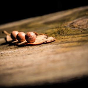 Northpeak Studio Headphones Variant 130