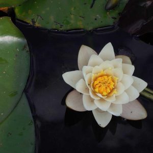 Aurelia Smart Fitness Watch Variant 137