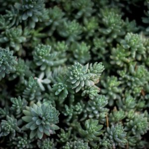 Velocore Desk Lamp Variant 139