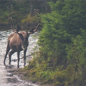 Weston Resistance Kit Variant 140