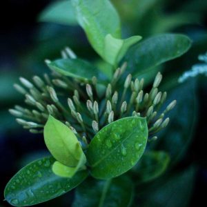 Weston Resistance Kit Variant 205