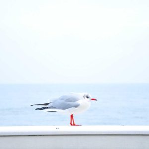 Velocore Desk Lamp Variant 206