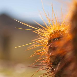 Weston Pulse Smartphone Variant 234