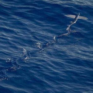 Aurelia Recovery Massage Gun Variant 25