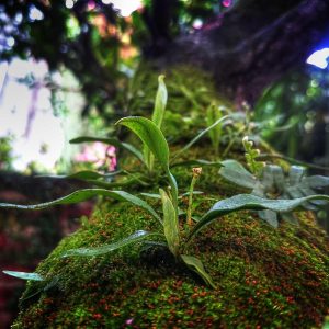 Northpeak Studio Headphones Variant 279