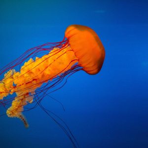 Aurelia Recovery Massage Gun Variant 283