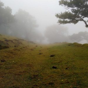 Aurelia Recovery Massage Gun Variant 286