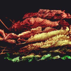 Northpeak Studio Headphones Variant 298