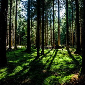 Weston Pulse Smartphone Variant 302