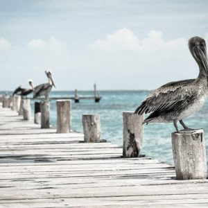 Northpeak Foam Roller Set Variant 317