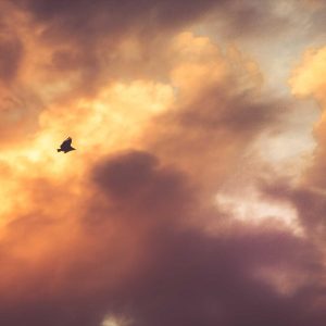 Weston Resistance Kit Variant 326