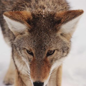 Weston Standing Desk Variant 340