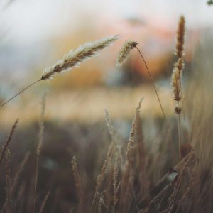 Weston Standing Desk Variant 349