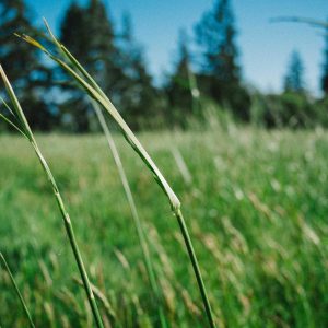 Aurelia Ergonomic Desk Pro Variant 361