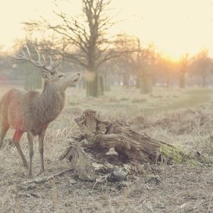 Velocore Pro Laptop 16" Variant 371