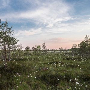 Northpeak Foam Roller Set Variant 373