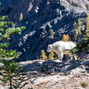 Weston Pulse Smartphone Variant 382