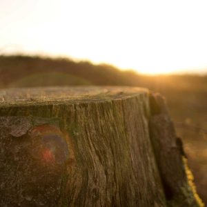 Aurelia Ergonomic Desk Pro Variant 383