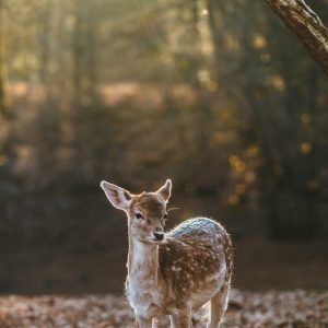 Aurelia Smart Fitness Watch Variant 385