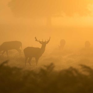 Velocore Adjustable Dumbbell Set Variant 386