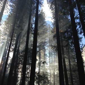 Aurelia Smart Fitness Watch Variant 396