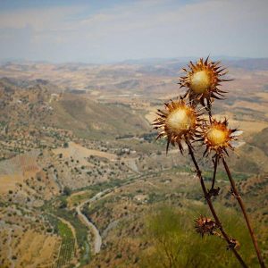 Aurelia Smart Fitness Watch Variant 402