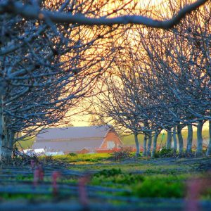 Northpeak Studio Headphones Variant 414