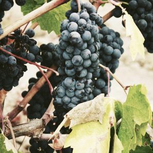 Velocore Wireless Earbuds Variant 422