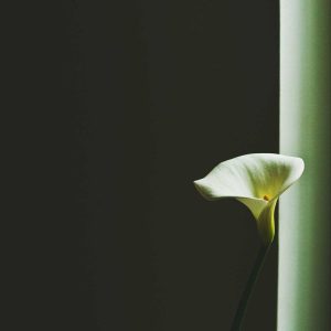 Aurelia Ergonomic Desk Pro Variant 429