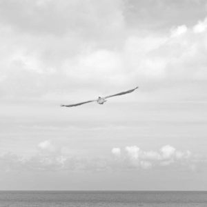 Velocore Adjustable Dumbbell Set Variant 438