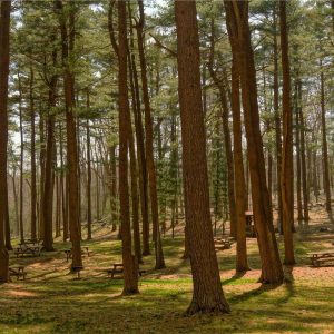 Northpeak Studio Headphones Variant 446