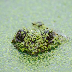 Northpeak Aero Laptop 14" Variant 455