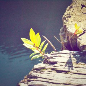 Weston Ambient Light Bar Variant 478