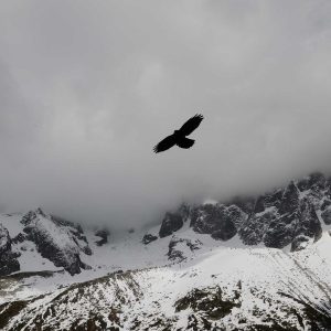 Weston Resistance Kit Variant 495