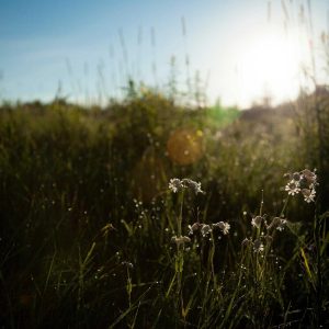 Velocore Adjustable Dumbbell Set Variant 505