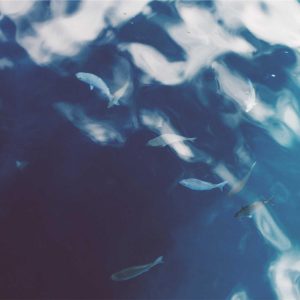 Velocore Adjustable Dumbbell Set Variant 519