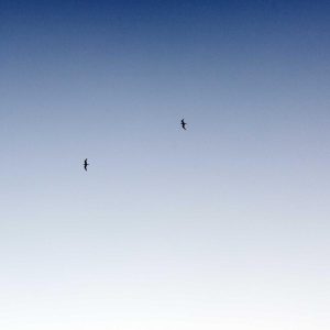 Weston Pulse Smartphone Variant 520