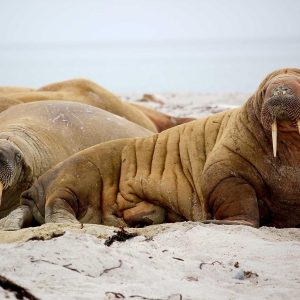 Velocore Adjustable Dumbbell Set Variant 527