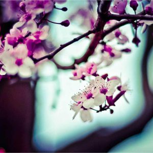 Weston Standing Desk Variant 530