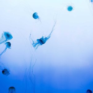 Weston Resistance Kit Variant 532