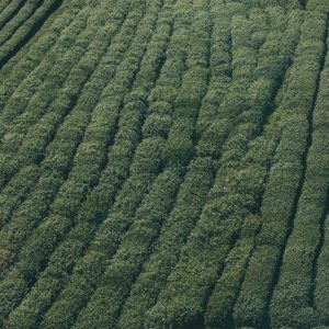 Northpeak Support Chair Variant 537